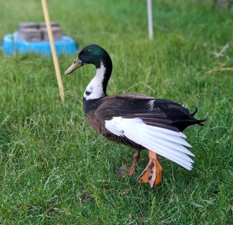 Broedeieren loopeend, Geslacht onbekend, Eend