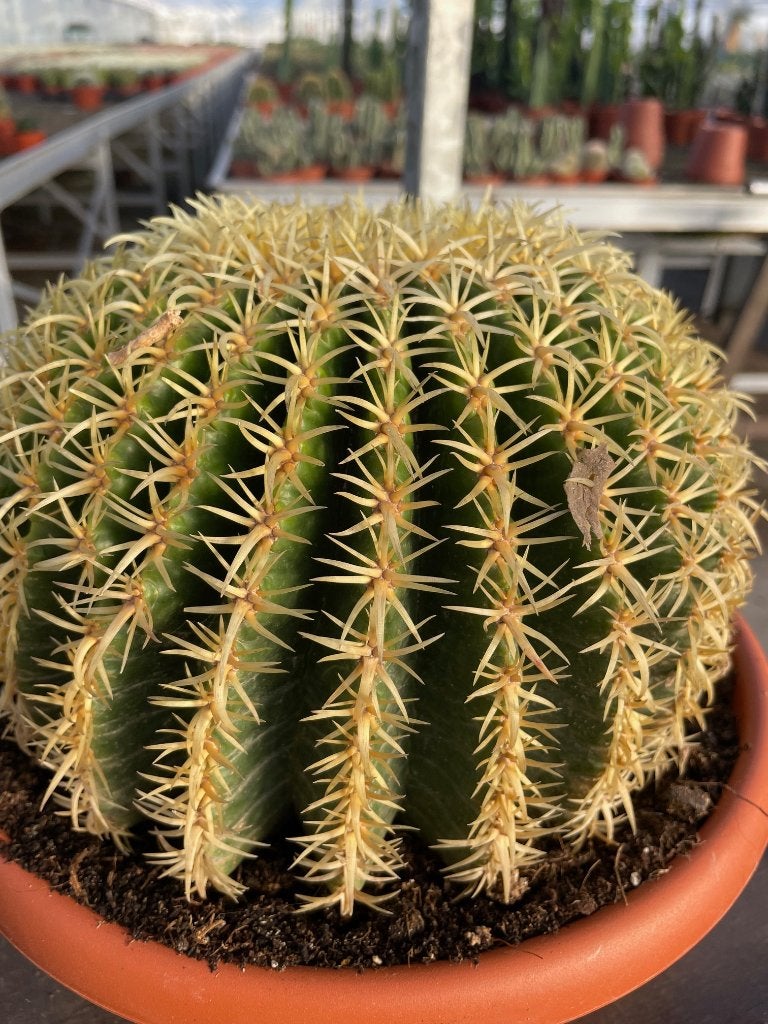 Cactus Echinocactus grusonii var. intermedius hort. 26cm, Ophalen of Verzenden, Minder dan 100 cm, Bloeiende kamerplant, Volle zon
