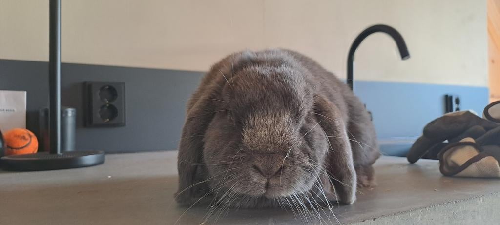 Nederlandse hangoor konijn een vouwtje, Dieren en Toebehoren, September, Overige typen, Tam