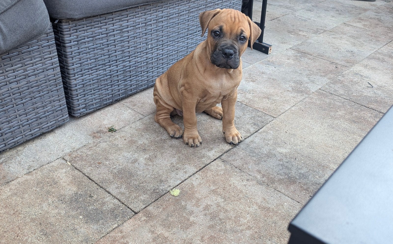 Prachtige old English Bulldog kruising mogen uitvliegen🩵🩷, Dieren en Toebehoren, Parvo, 8 tot 15 weken, Bulldog, Meerdere