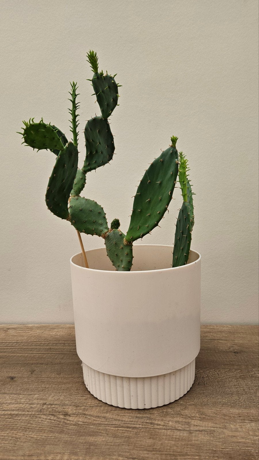 Vijgencactus - catus - diverse maten en vormen, Tuin en Terras, Planten | Tuinplanten, Ophalen of Verzenden