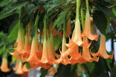 Oranje Brugmansia, Angel's Trumpet zaadjes,, Verzenden, Volle zon