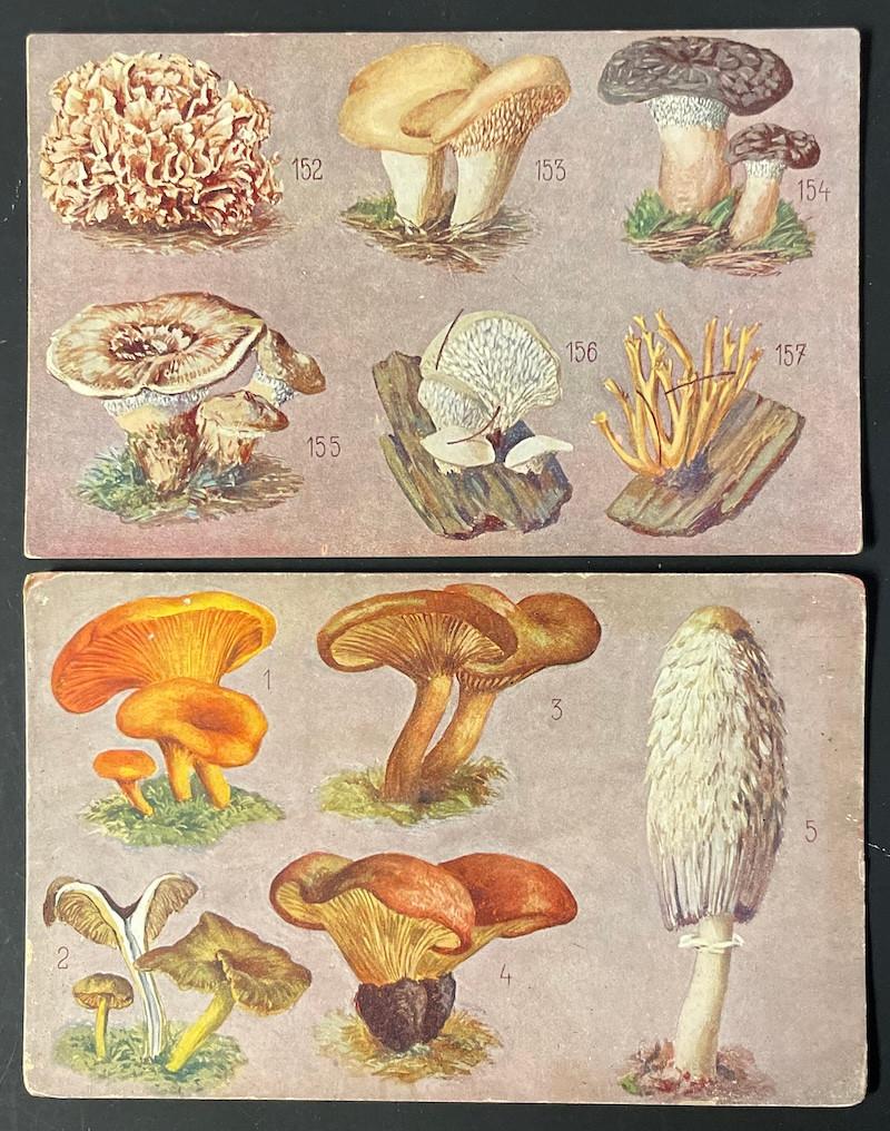 2x  Eetbare en giftige PADDESTOELEN Cantharel Stinkzwam, Verzenden, Ongelopen, Overige thema's