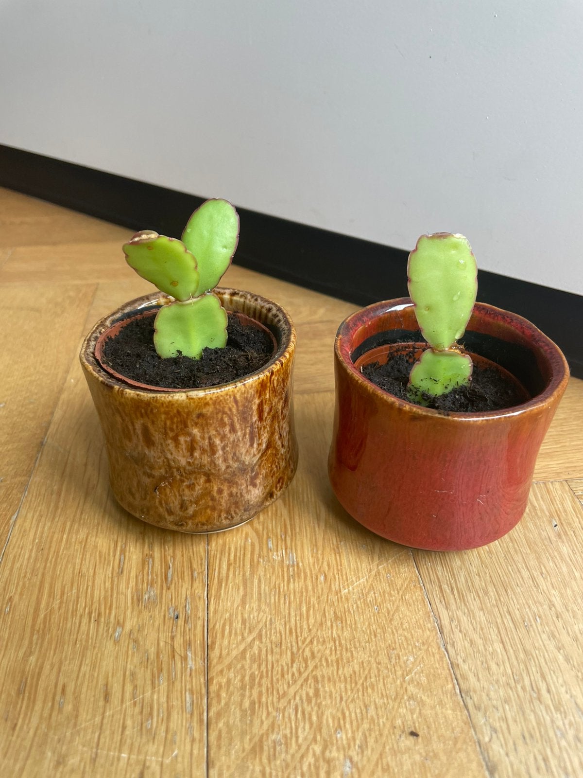 🌱 Stekjes oranje paascactus Rhipsalidopsis gaertneri, Ophalen, Halfschaduw, Cactus, Minder dan 100 cm