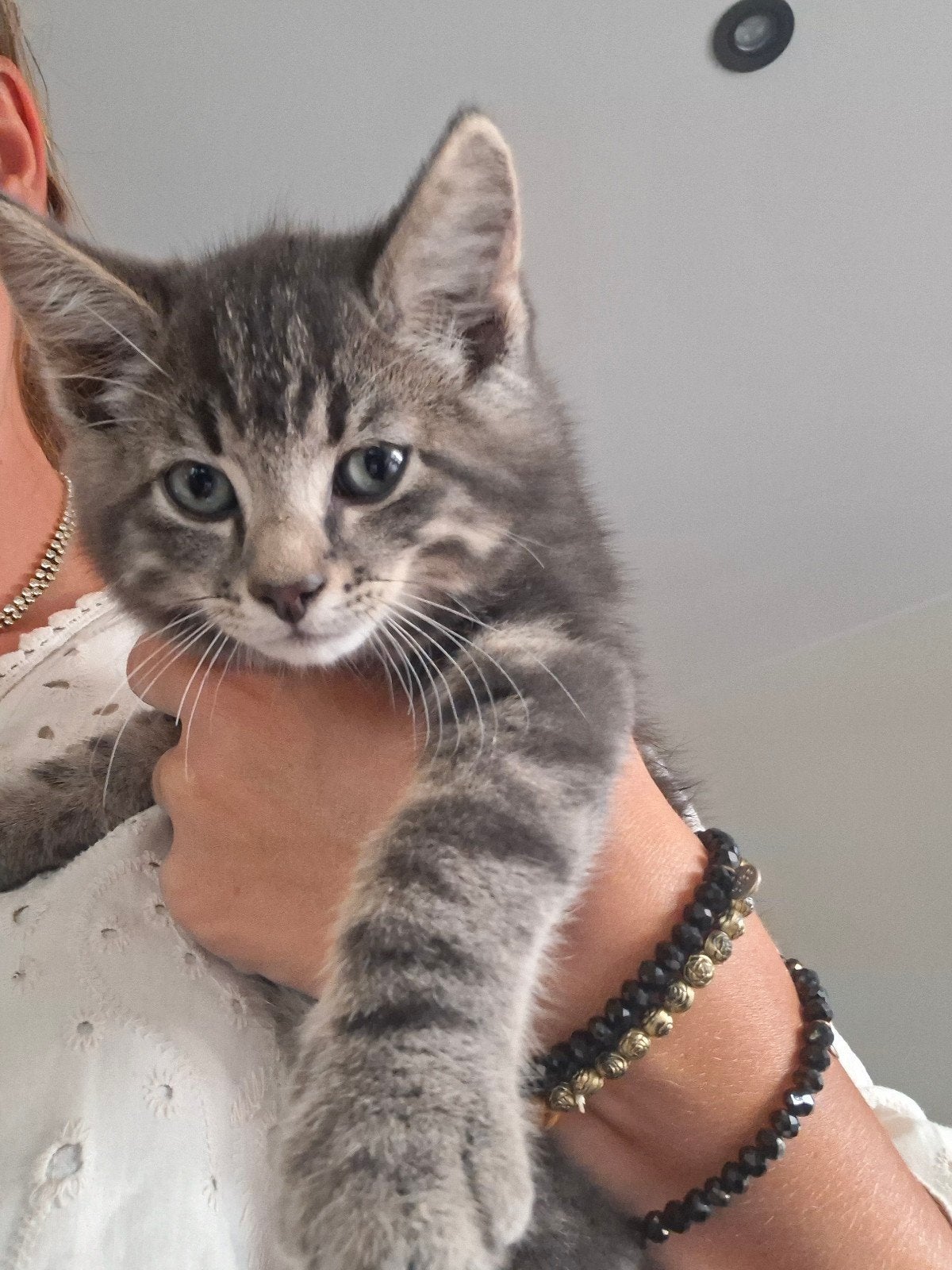 Lief grijs katertje nog over!, Dieren en Toebehoren, Katten en Kittens | Overige Katten, Meerdere dieren