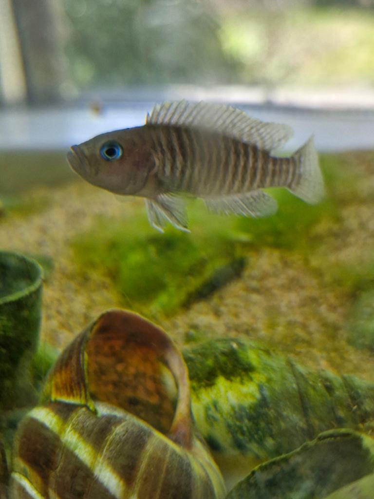 2 Schelpbroeders - Lamprologus multifasciatus, Vis