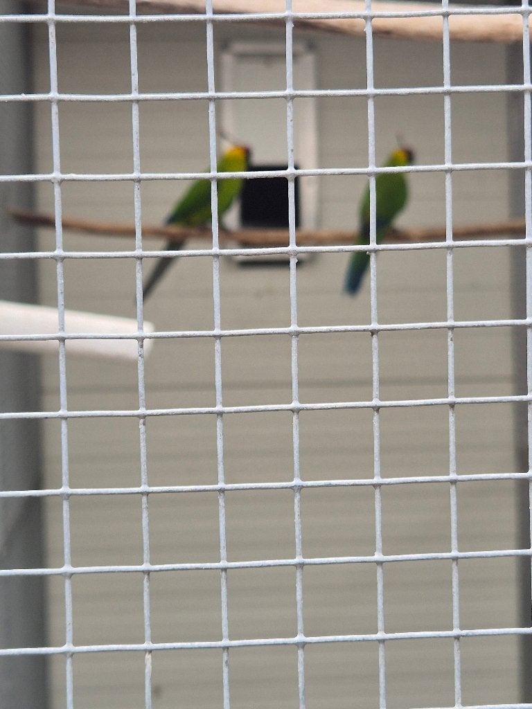 Vogels  hoornparkieten, Meerdere dieren, Parkiet, Geringd