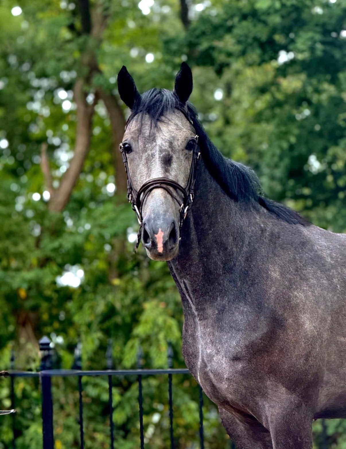 Nieuwead 3 jarige hengst met protentie voor een eventing 🩶, Dieren en Toebehoren, Springpaard, Met stamboom, 3 tot 6 jaar, 160 tot 165 cm