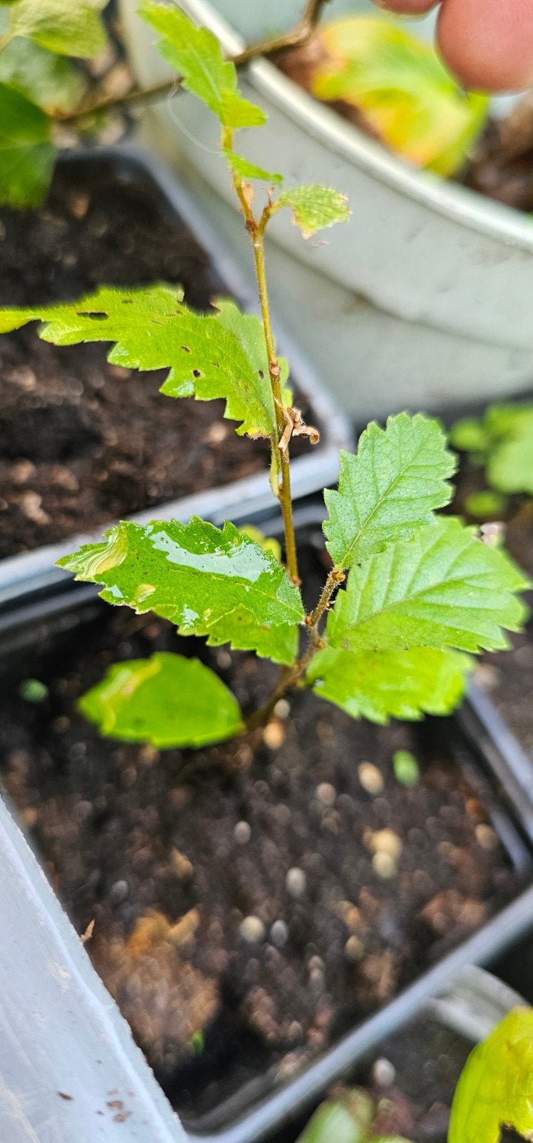 Zaailing iep (geslacht Ulmus), Ophalen of Verzenden, Minder dan 100 cm, Overige soorten, Lente