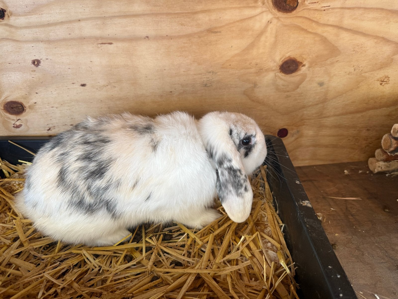 Konijn vrouwtje, Dieren en Toebehoren