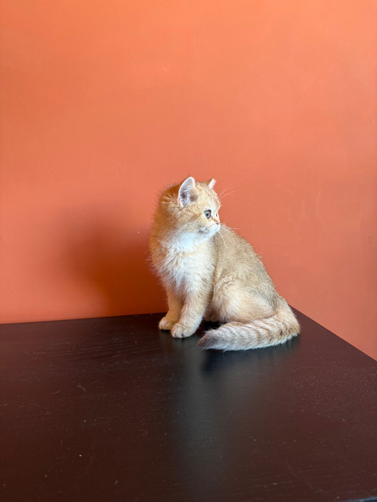 Twee Britse Korthaar poesjes, Dieren en Toebehoren, Poes, Kortharig, 0 tot 2 jaar