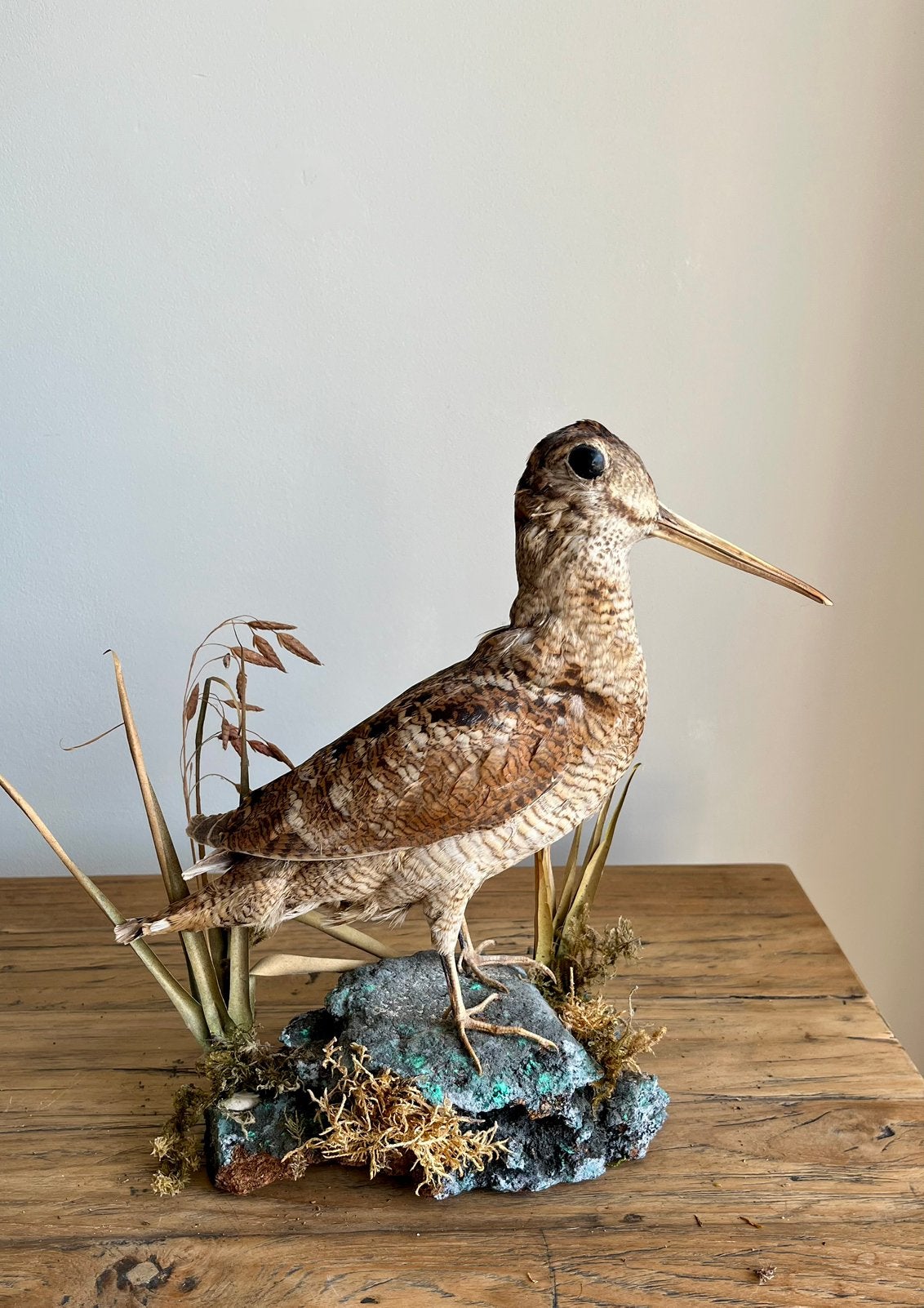 Prachtige opgezette houtsnip, Verzenden, Zo goed als nieuw, Vogel, Opgezet dier