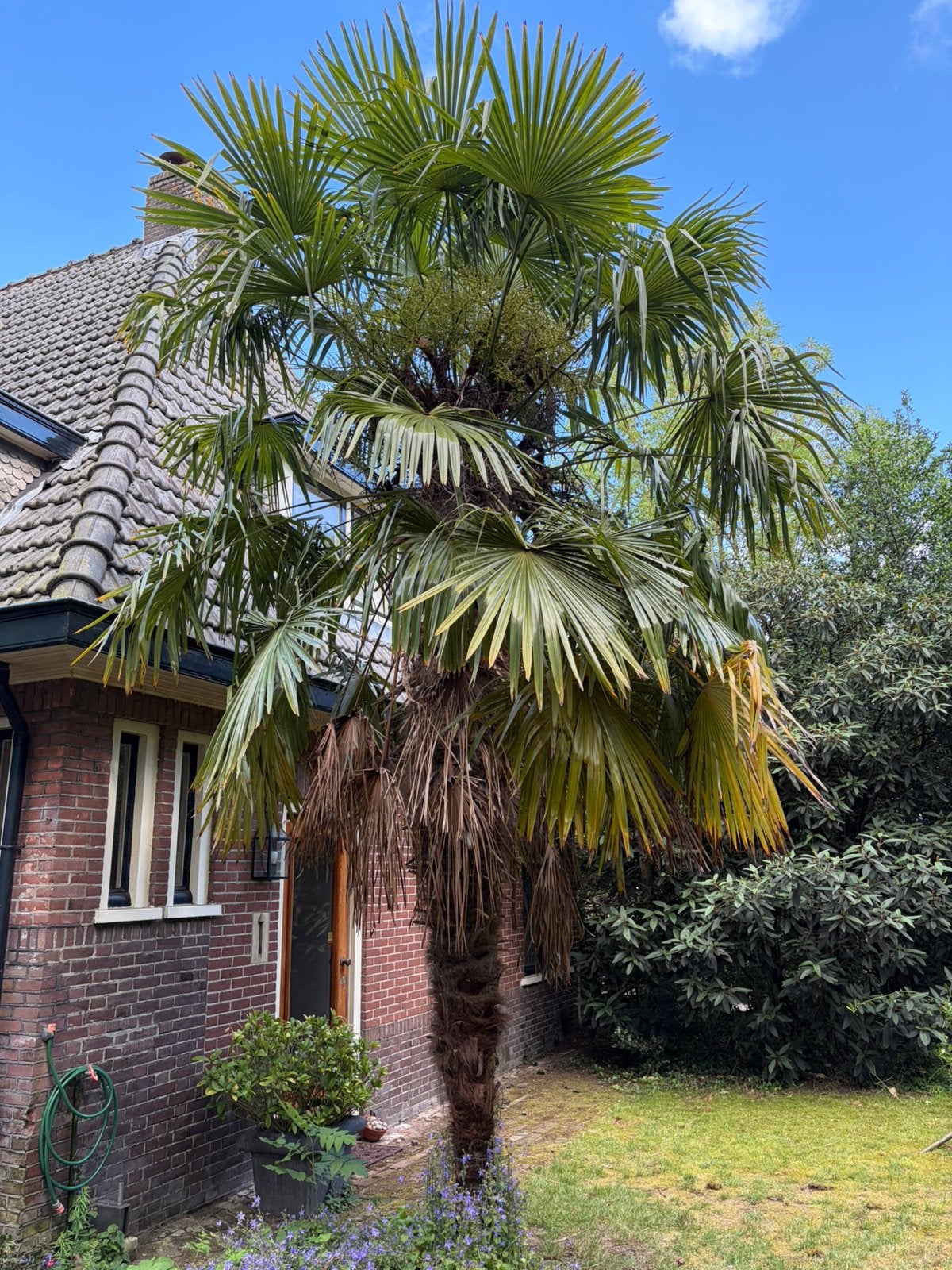 Palmboom 5 meter, Tuin en Terras, Ophalen, Zomer, Volle zon, Palmboom