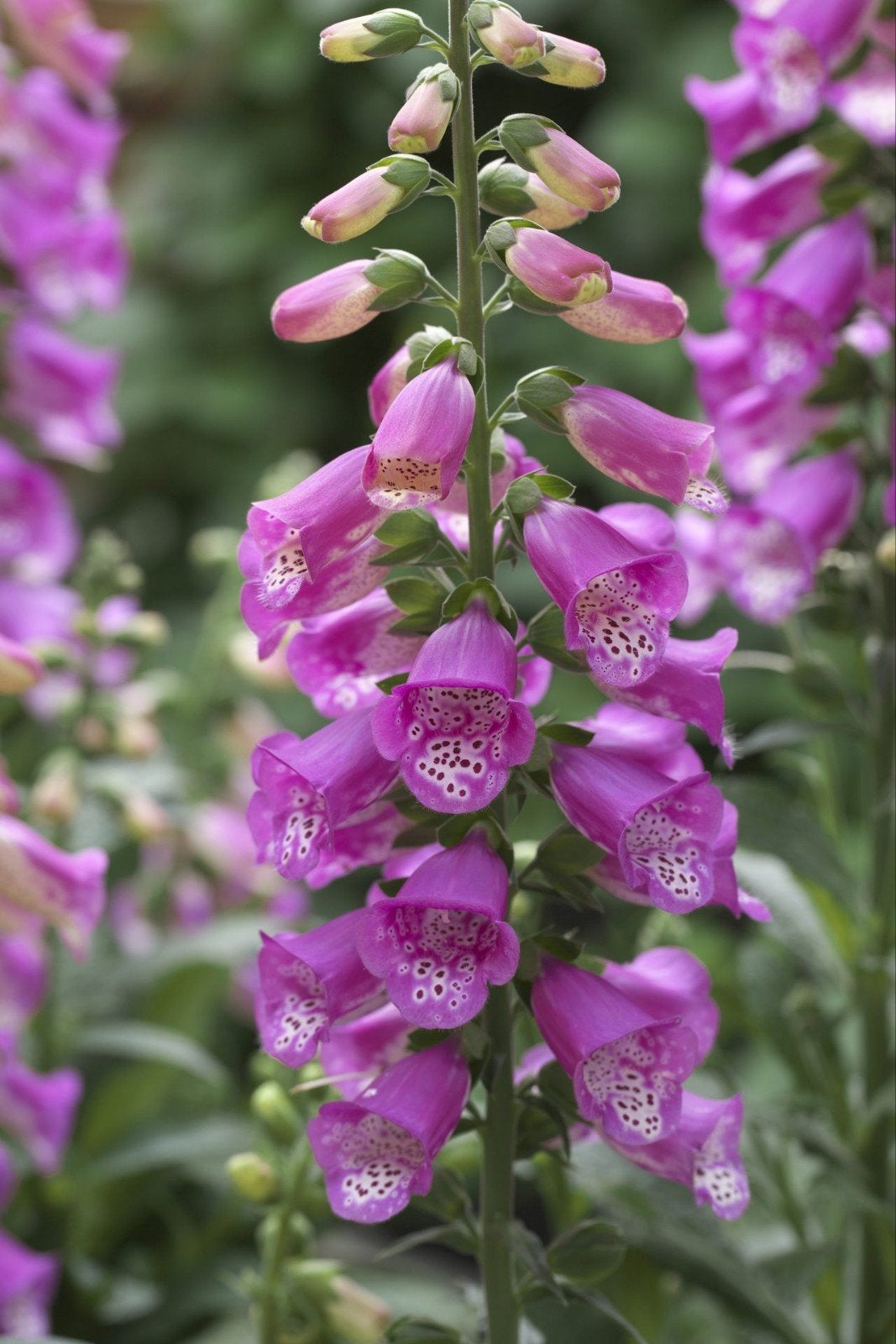 Vingerhoedskruid - Digitalis purpurea, Verzenden, Najaar, Halfschaduw, Zaad
