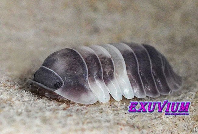 Cubaris sp. Crazy Horse pissebedden / isopods AANBIEDING, Dieren en Toebehoren, Insecten en Spinnen, Overige soorten