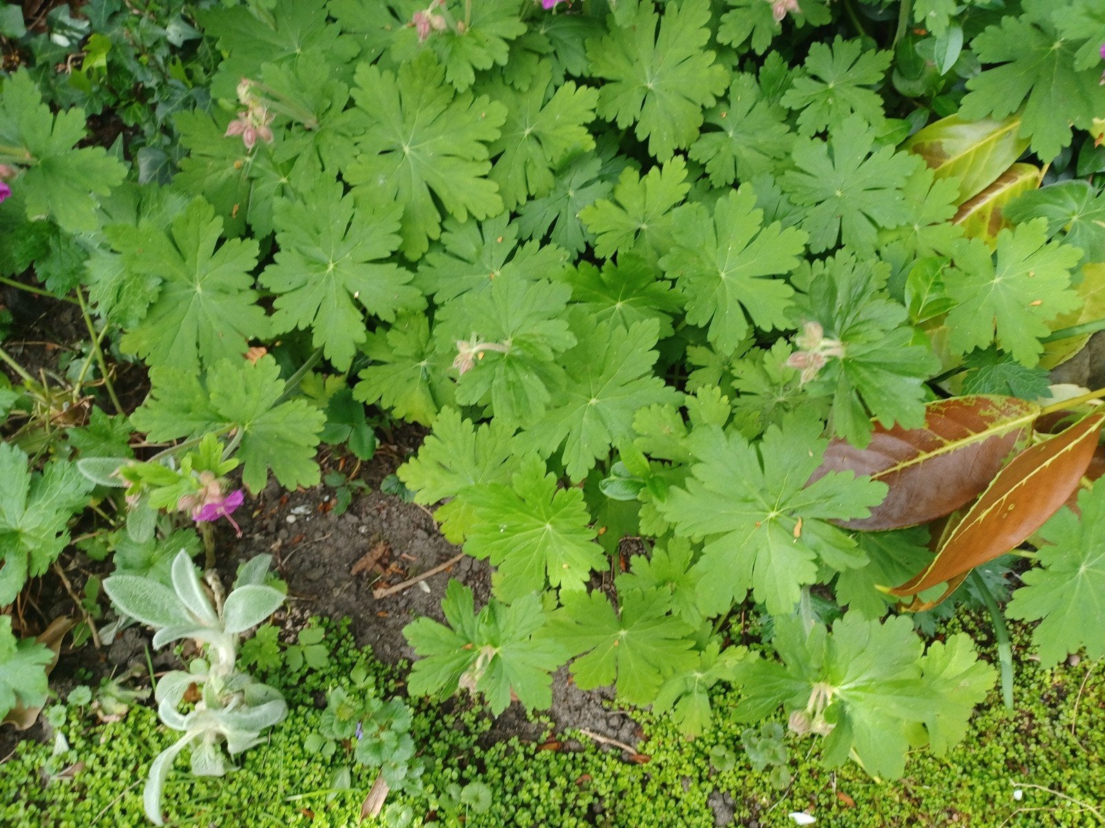 Ooievaarsbek (Geranium) - Bodembedekker met paarse bloemen, Ophalen