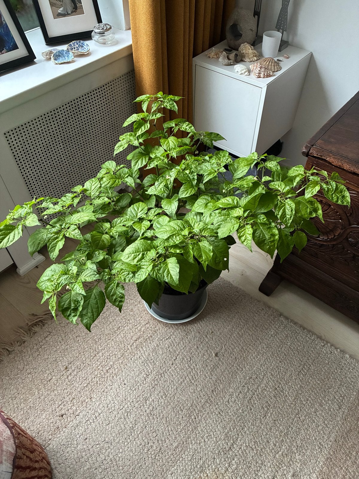 Grote en sterke Carolina Reaper plant, Ophalen of Verzenden