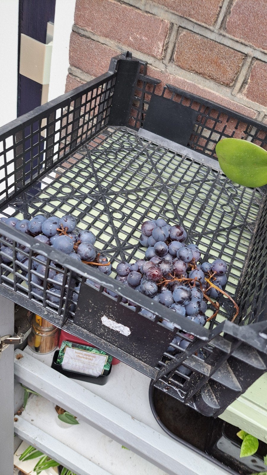 Druiven - gratis, Tuin en Terras, Ophalen, Minder dan 100 cm, Overige soorten, Zomer