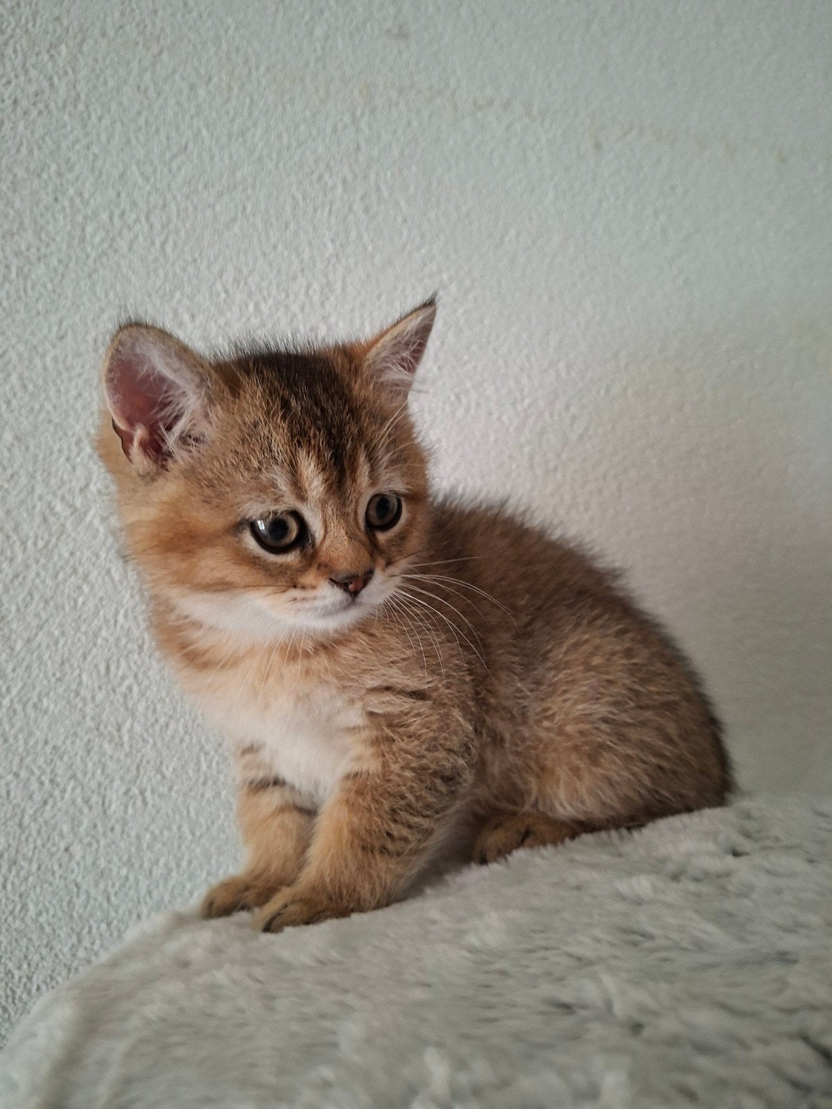 Britse korthaar Katertje, Kater, Ontwormd, 0 tot 2 jaar