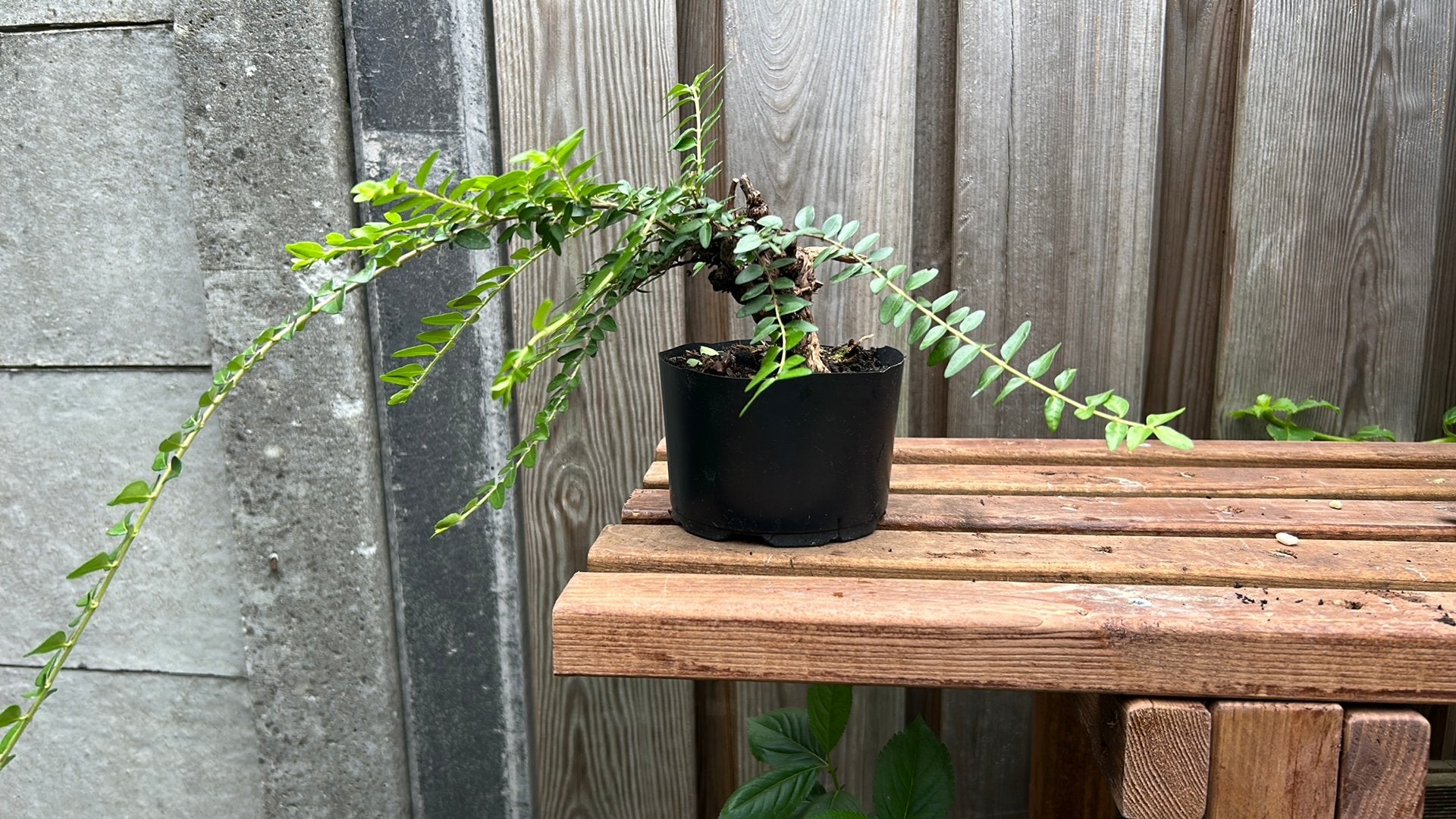 Pre Bonsai Lonicera Klomp, Ophalen, Minder dan 30 cm, Rond, Zo goed als nieuw