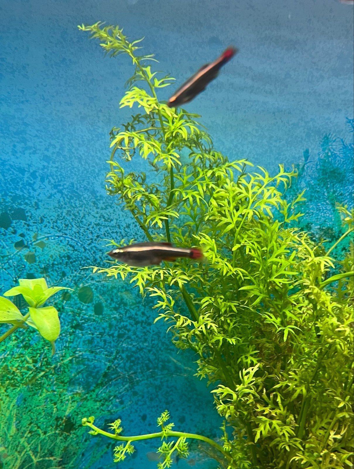 7 chinese danio vissen, Vis