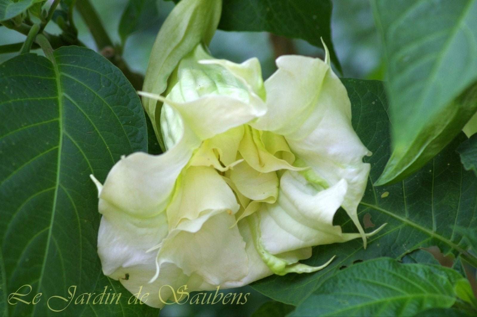 Brugmansia 'SB Géant Blanc' - Dubbele Witte Bloemen, Volle zon, Eenjarig, Ophalen, Overige soorten