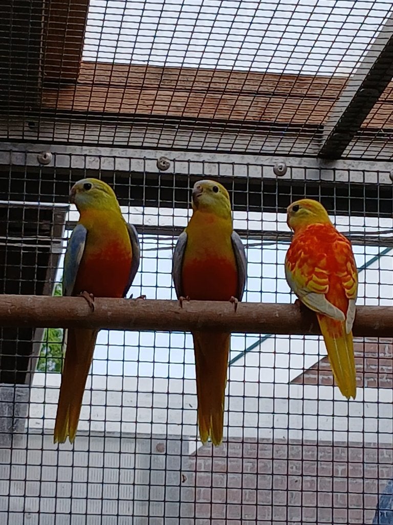 TEKOOP gele roodbuik Turquoisines, Dieren en Toebehoren, Vogels | Parkieten en Papegaaien, Meerdere dieren, Parkiet, Geringd