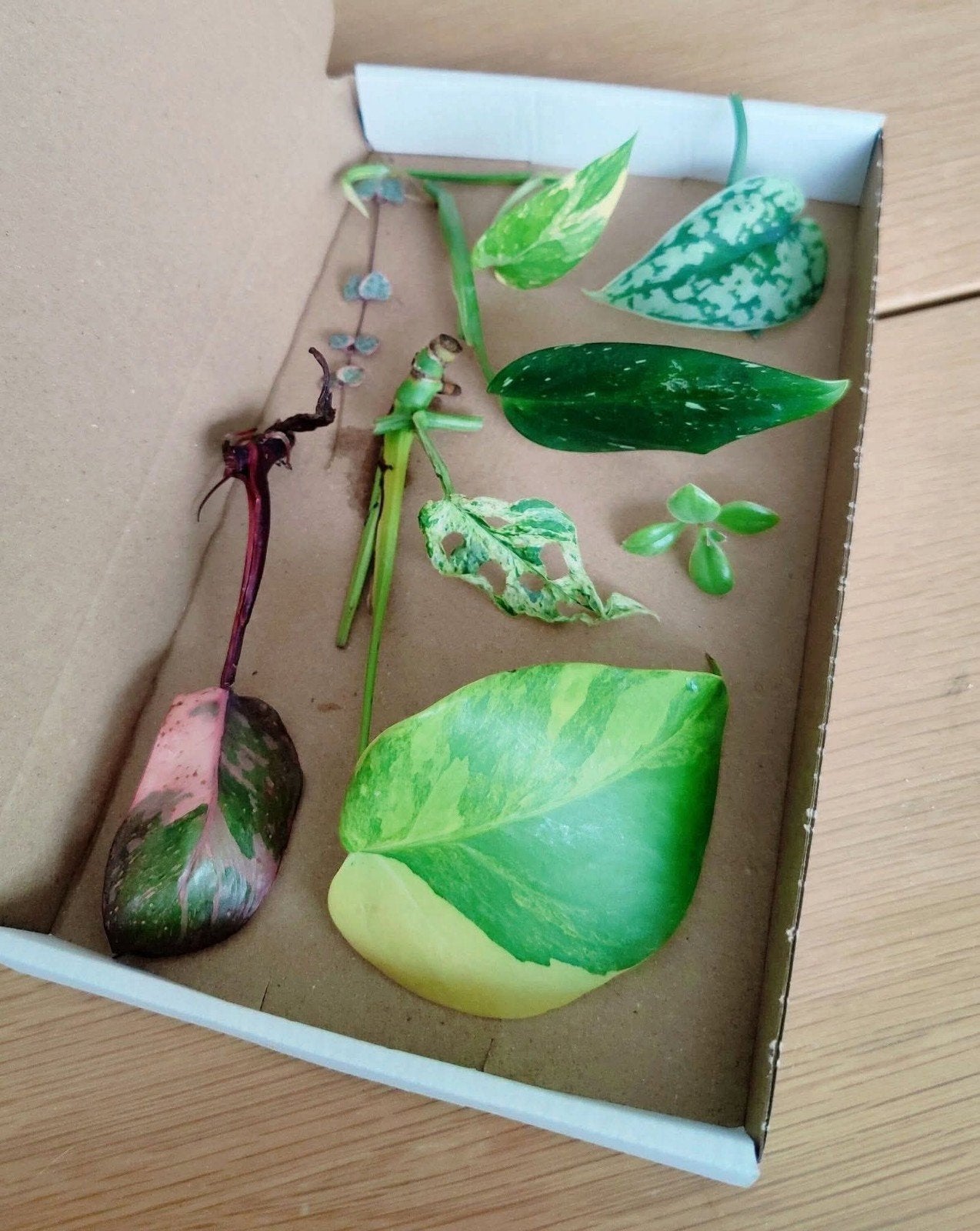 Stekjesbox Specials variegata, Huis en Inrichting, Kamerplanten, Ophalen, Halfschaduw, Minder dan 100 cm