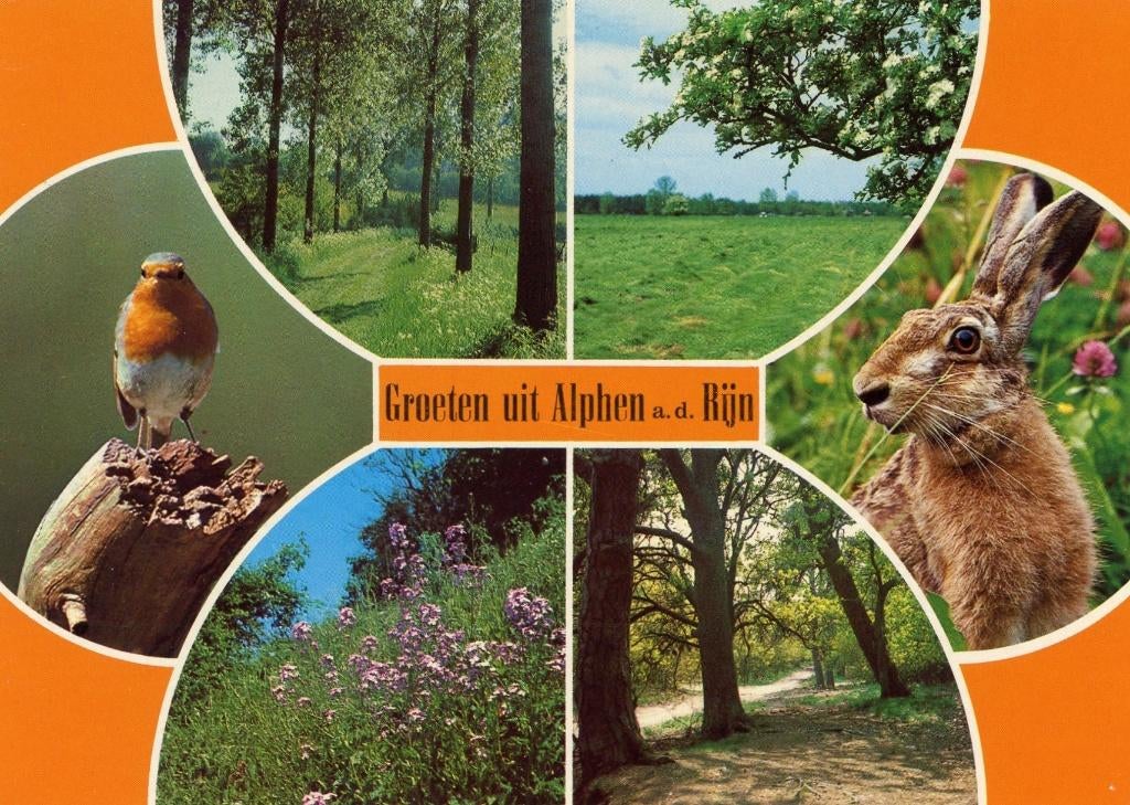 ALPHEN AAN DEN RIJN Roodborstje Bos Konijn Groeten, Verzamelen, Verzenden, 1980 tot heden, Gelopen, Zuid-Holland