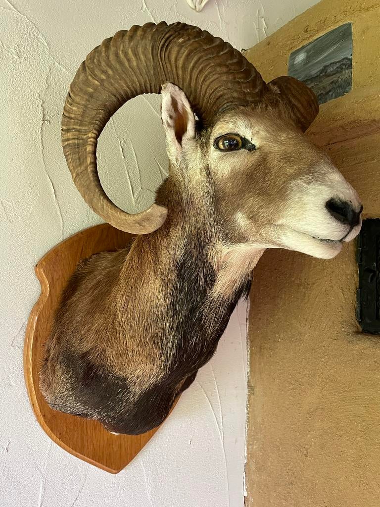 Mouflon preparaat op houten schild, Verzamelen, Dierenverzamelingen, Ophalen of Verzenden, Gebruikt, Wild dier, Gewei of Kop
