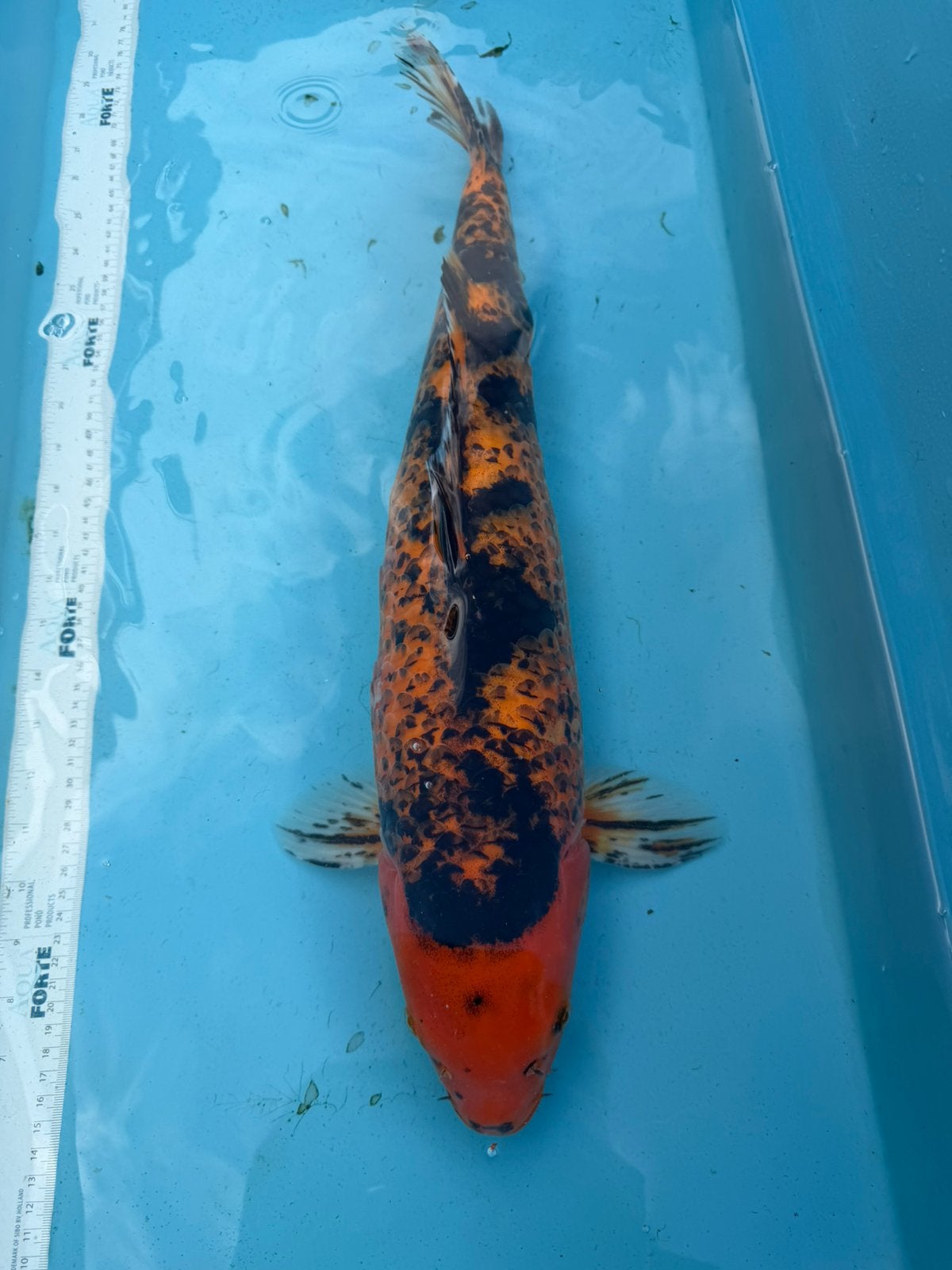 Hi Utsuri koi, Dieren en Toebehoren, Karper of Koi