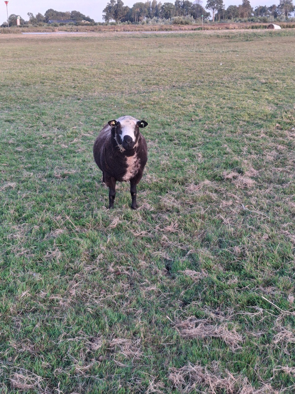 Dekrammen te koop, Mannelijk, Schaap