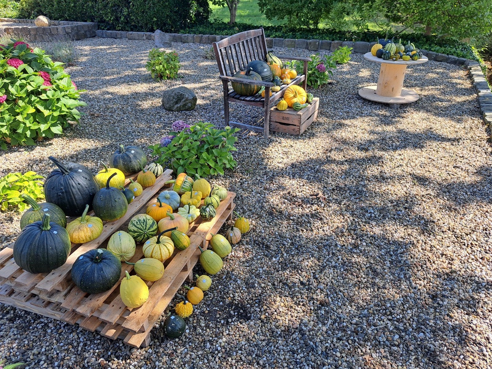 kalebassen en pompoenen tekoop, Ophalen, Nieuw