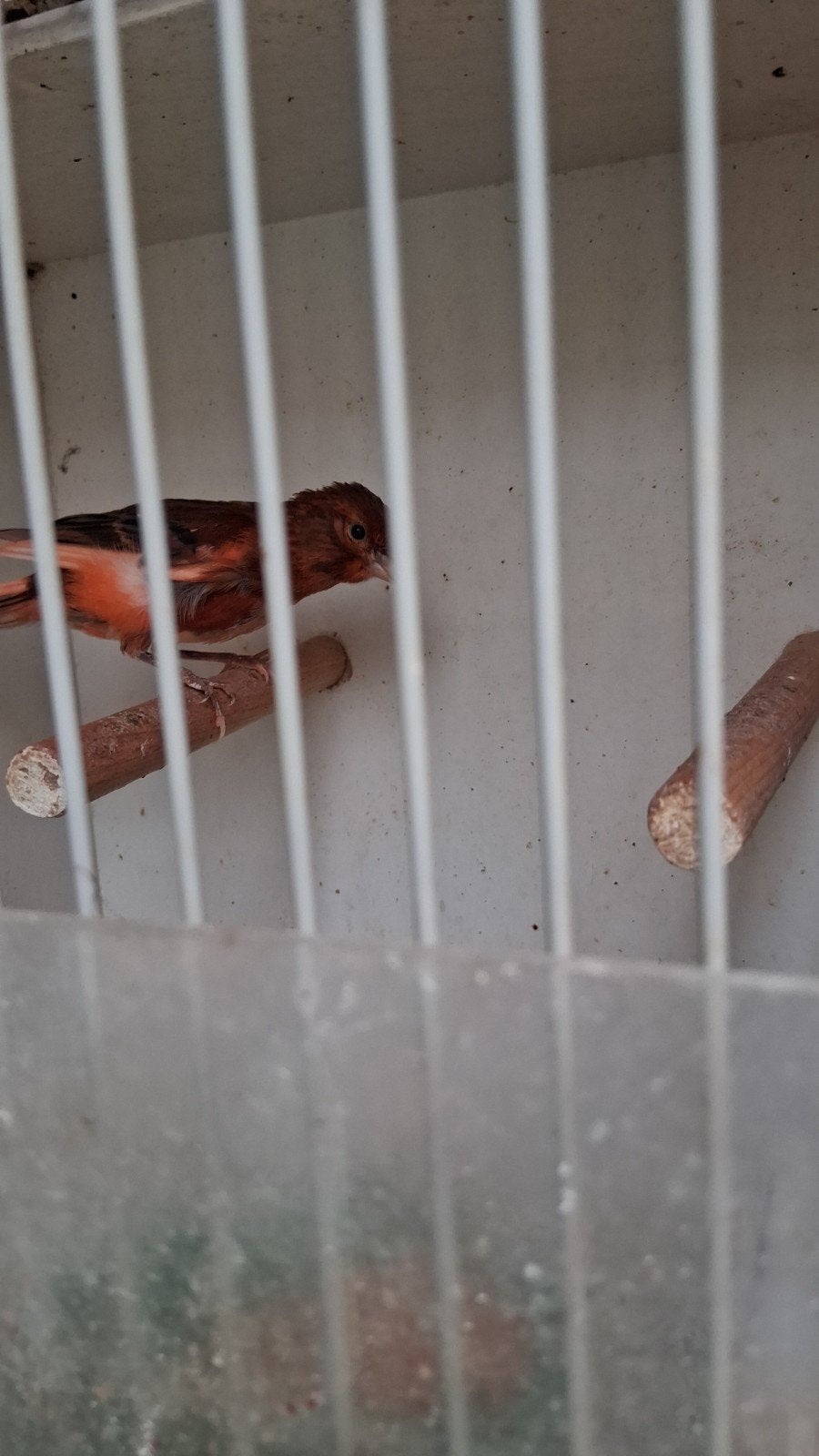 vogels, Dieren en Toebehoren, Mannelijk, Zangkanarie