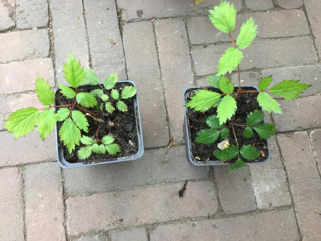 Spirea, Tuin en Terras, Ophalen of Verzenden, Overige soorten, Volle zon