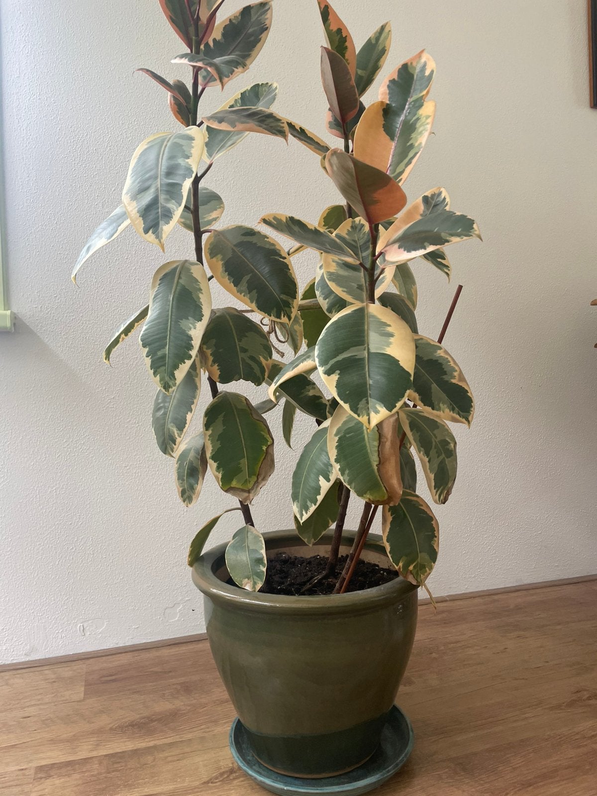 Plantenpot keramiek met gratis plant, Ophalen, Halfschaduw, Minder dan 100 cm