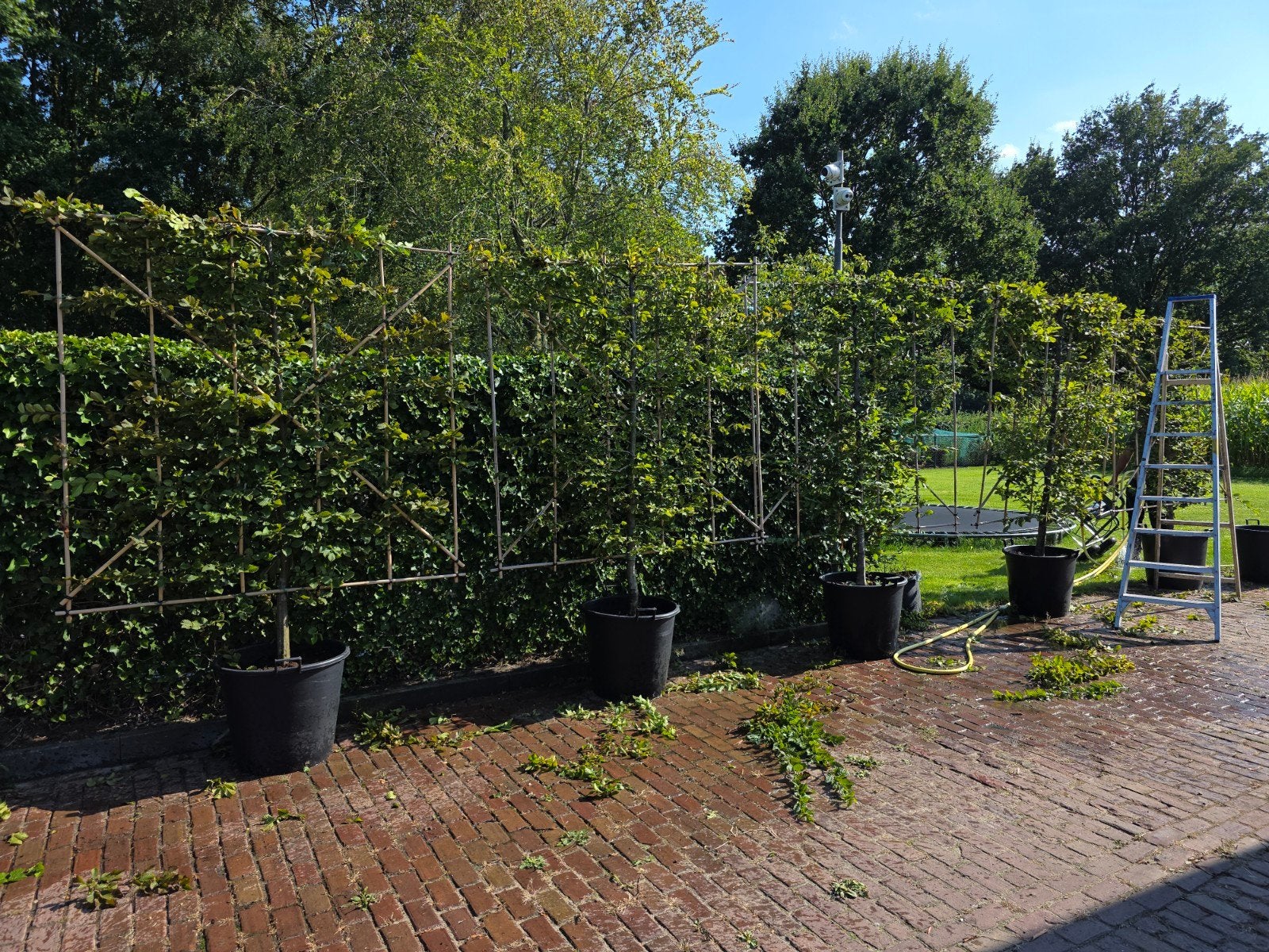 carpinus leischerm laag, Tuin en Terras, Ophalen of Verzenden