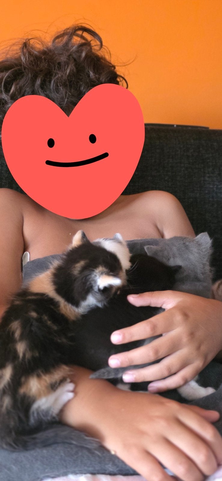 Prachtige Gesocialiseerde Kittens (Geboren 4 juli) – Te Koop, Dieren en Toebehoren, Katten en Kittens | Overige Katten, Meerdere dieren
