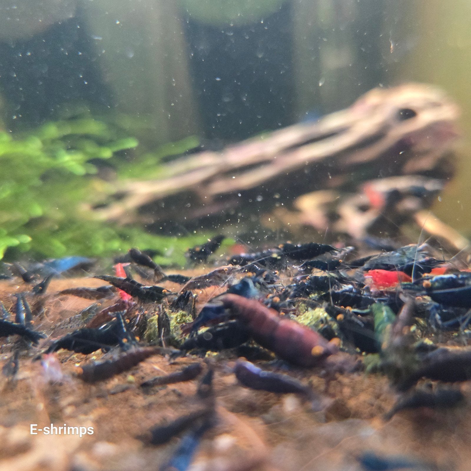 ️️☑️️Uitgeselecteerde | OE Neocaridina-garnalen, Kreeft, Krab of Garnaal, Zoetwatervis, Schoolvis