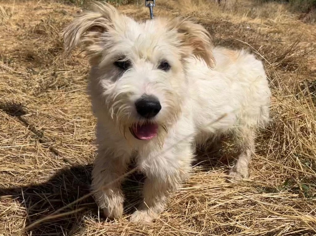 Kleine Nova is een lief, vrolijk en sociaal hondje, Dieren en Toebehoren, Particulier, 15 weken tot 1 jaar, Buitenland, Teef