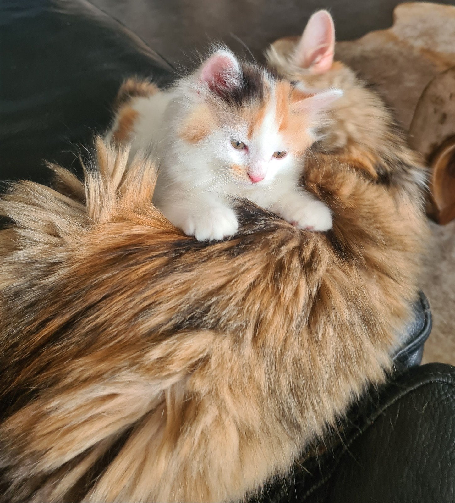 Nog 2 ragdolletjes langharig, Dieren en Toebehoren, Kater