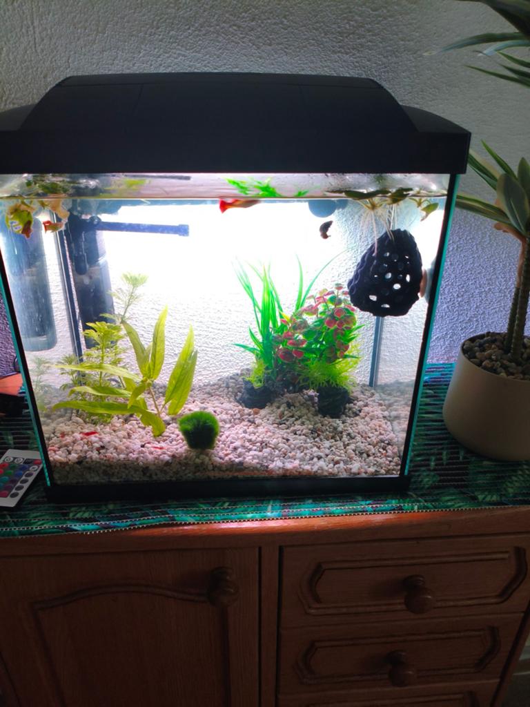 aquarium super fisch start, Dieren en Toebehoren, Ophalen of Verzenden, Gevuld zoetwateraquarium