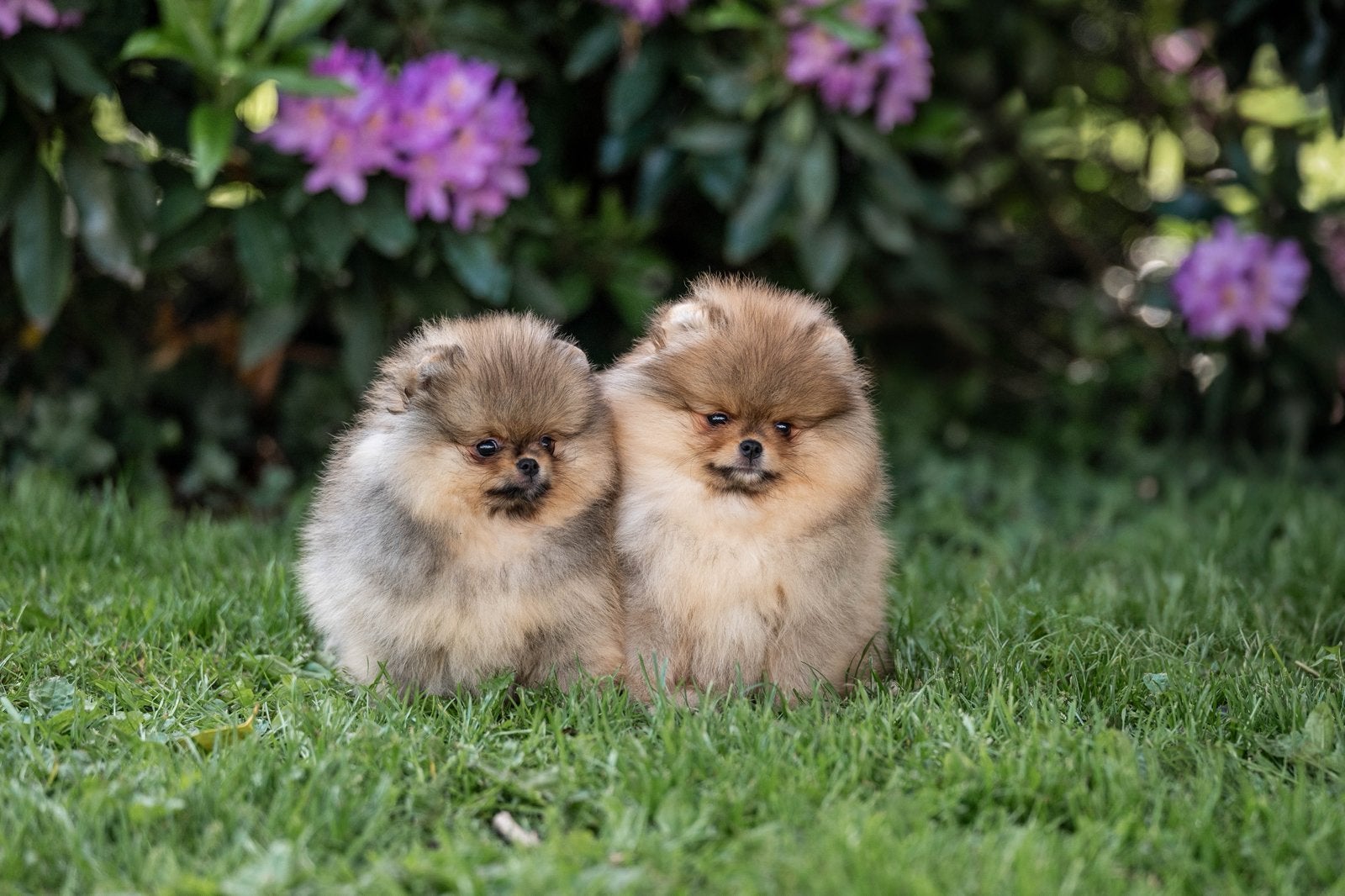 pomeranian  pomeriaan Dwergkees puppy's geteste ouders, Keeshond, 8 tot 15 weken, Parvo, Teef