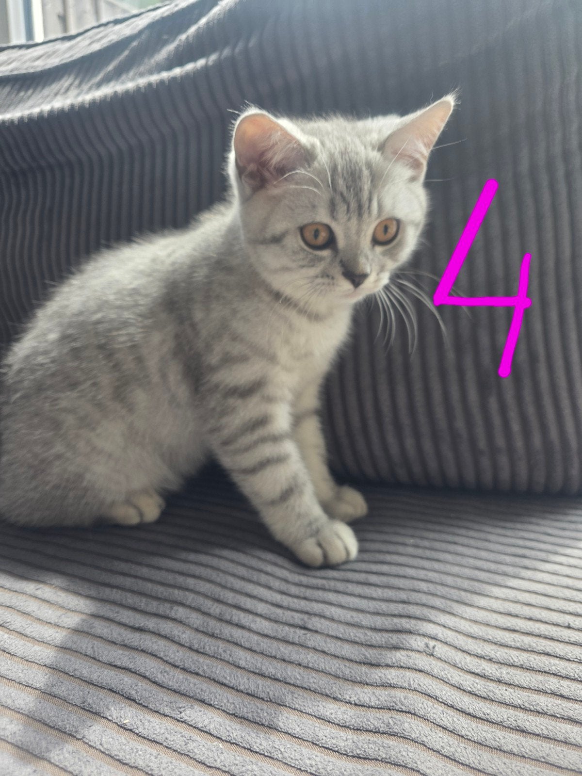 Britse korthaar kittens mag gelijk mee, Meerdere dieren, Ontwormd, 0 tot 2 jaar