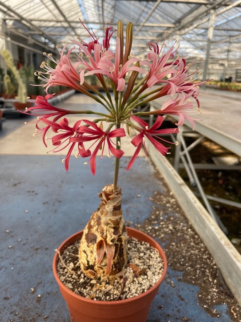 Caudex plant Brunsvigia Gregaria Kaapprovincie 12cm pot, Overige soorten, Ophalen of Verzenden, In pot, Minder dan 100 cm
