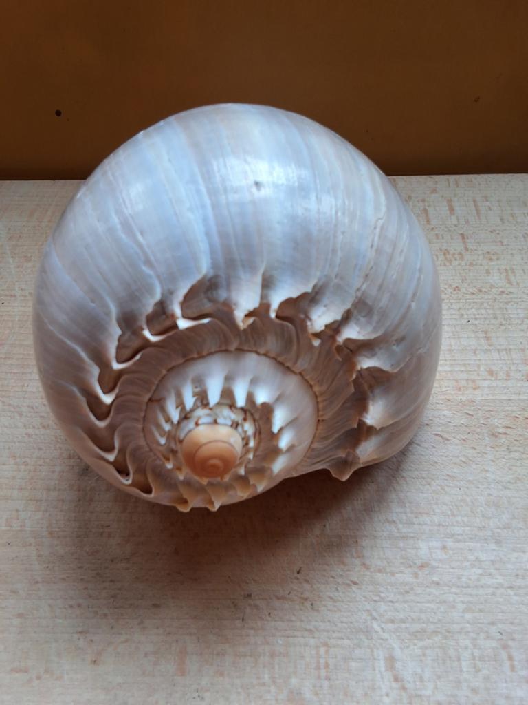 Grote melo diadema meloen of baller schelp natuurlijk 21cm, Ophalen of Verzenden, Schelp(en)