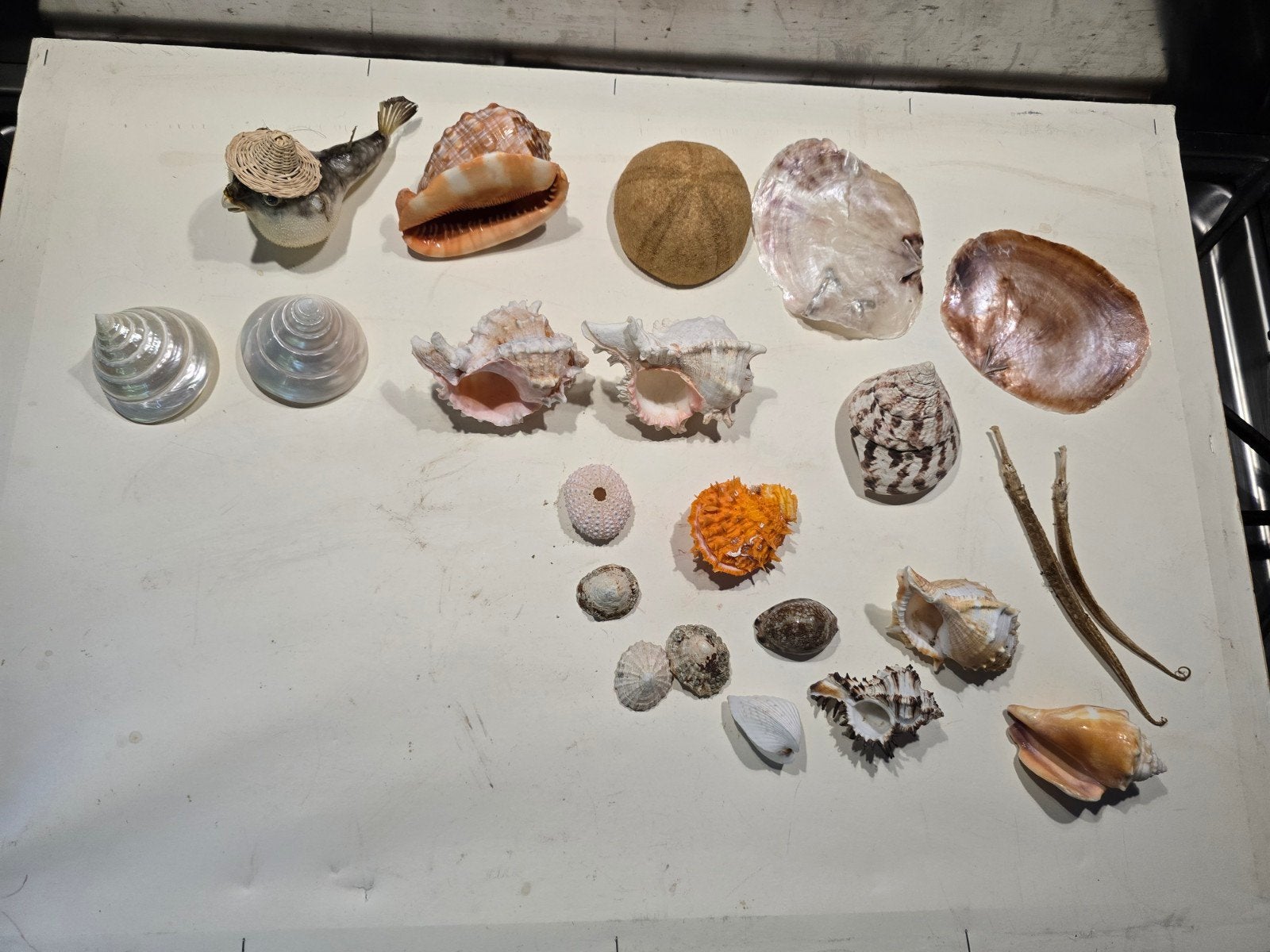 mooi setje zeeschelpen voor beginnende verzamelaar, Ophalen of Verzenden