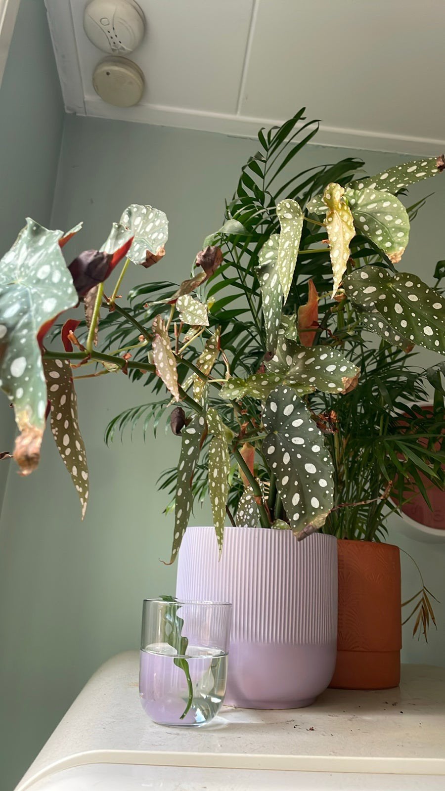 Stippen begonia gratis - met pot is hij 6€, Ophalen, Halfschaduw, Minder dan 100 cm
