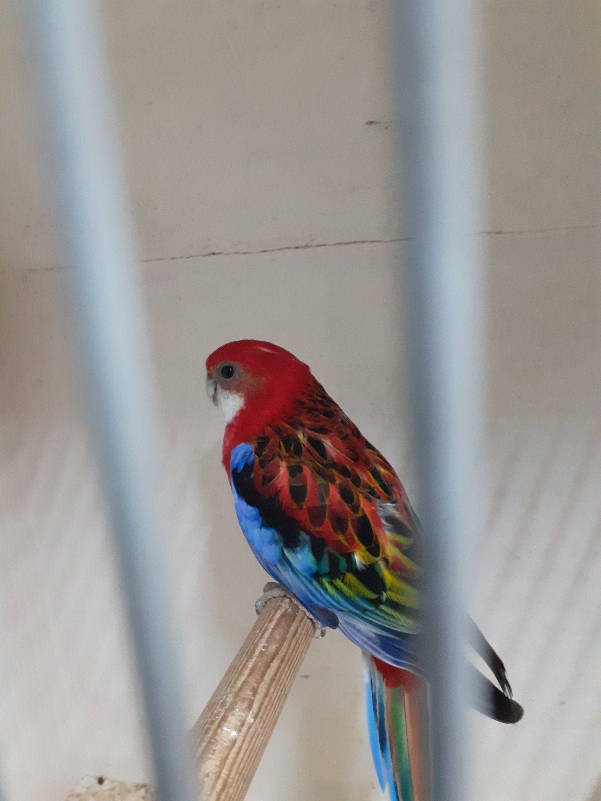 opaline pracht rosella, Dieren en Toebehoren, Vrouwelijk, Parkiet