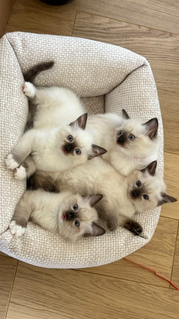 100% Ragdoll mogen naar hun nieuwe huisje /kittens, Poes, Ontwormd, 0 tot 2 jaar